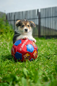 white and black puppy playing soccer ball on green grass field during daytime