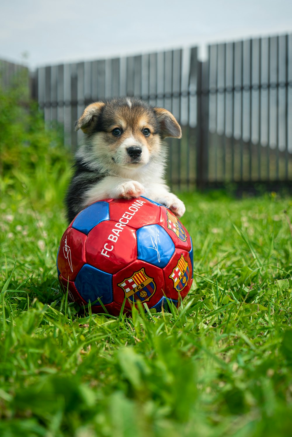 white and black puppy playing soccer ball on green grass field during daytime
