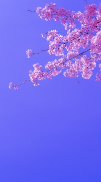 pink cherry blossom tree under blue sky during daytime