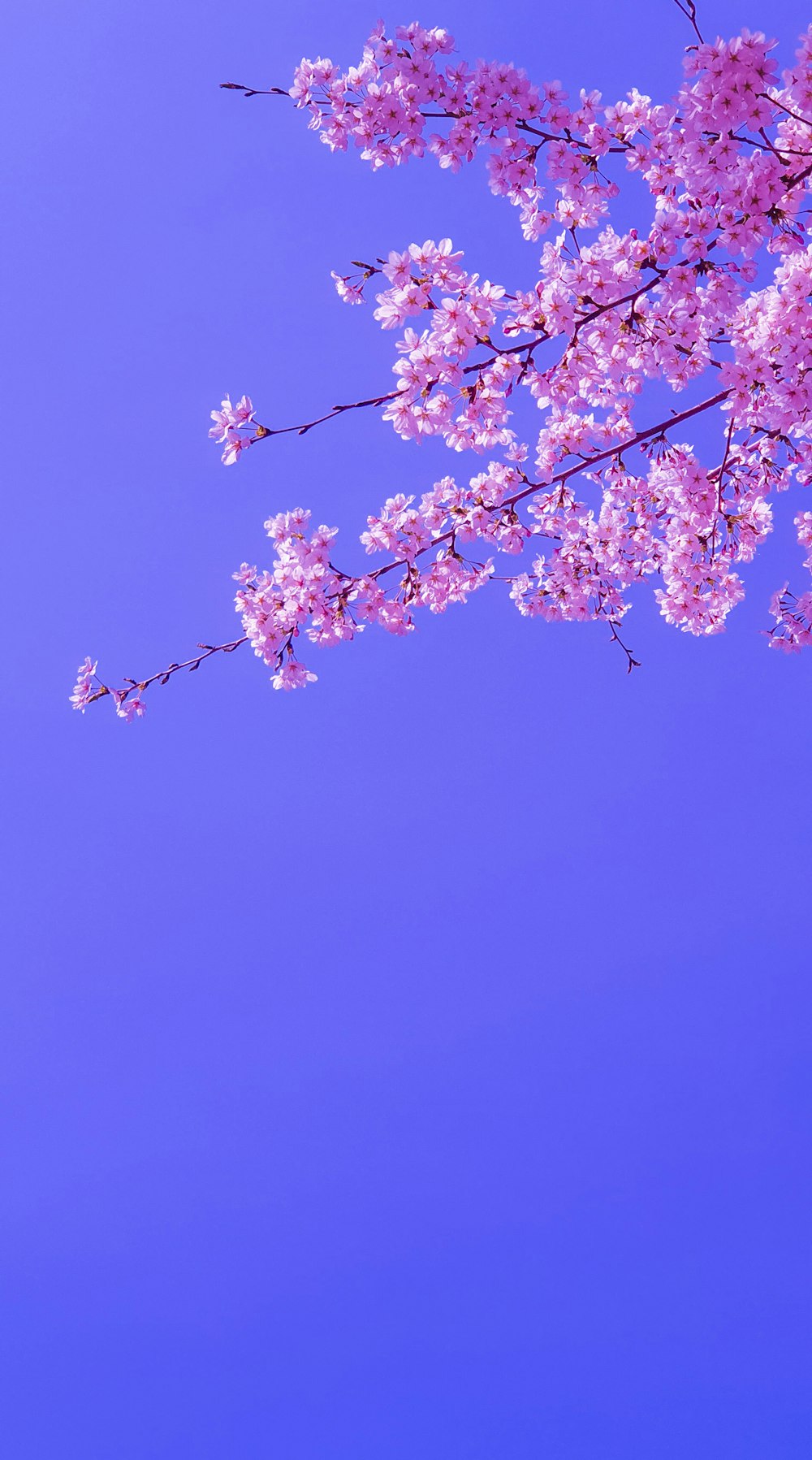 pink cherry blossom tree under blue sky during daytime