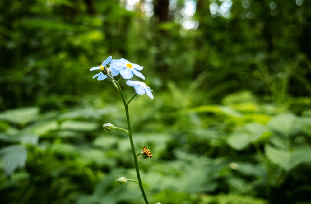 white flower in tilt shift lens