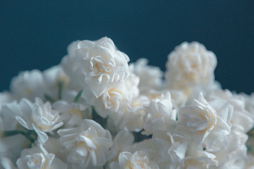 클로즈업 사진의 흰색 꽃