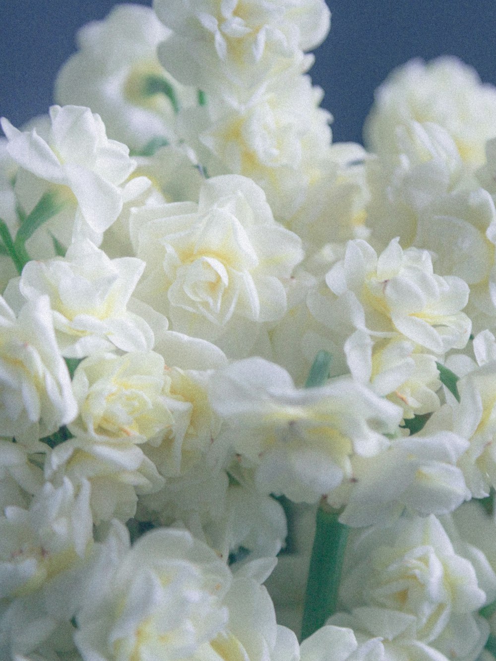 flor blanca con hojas verdes