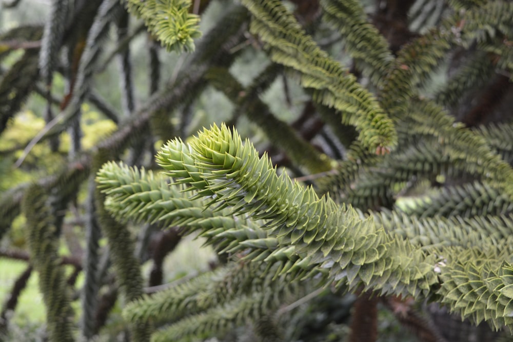 green fern plant in close up photography