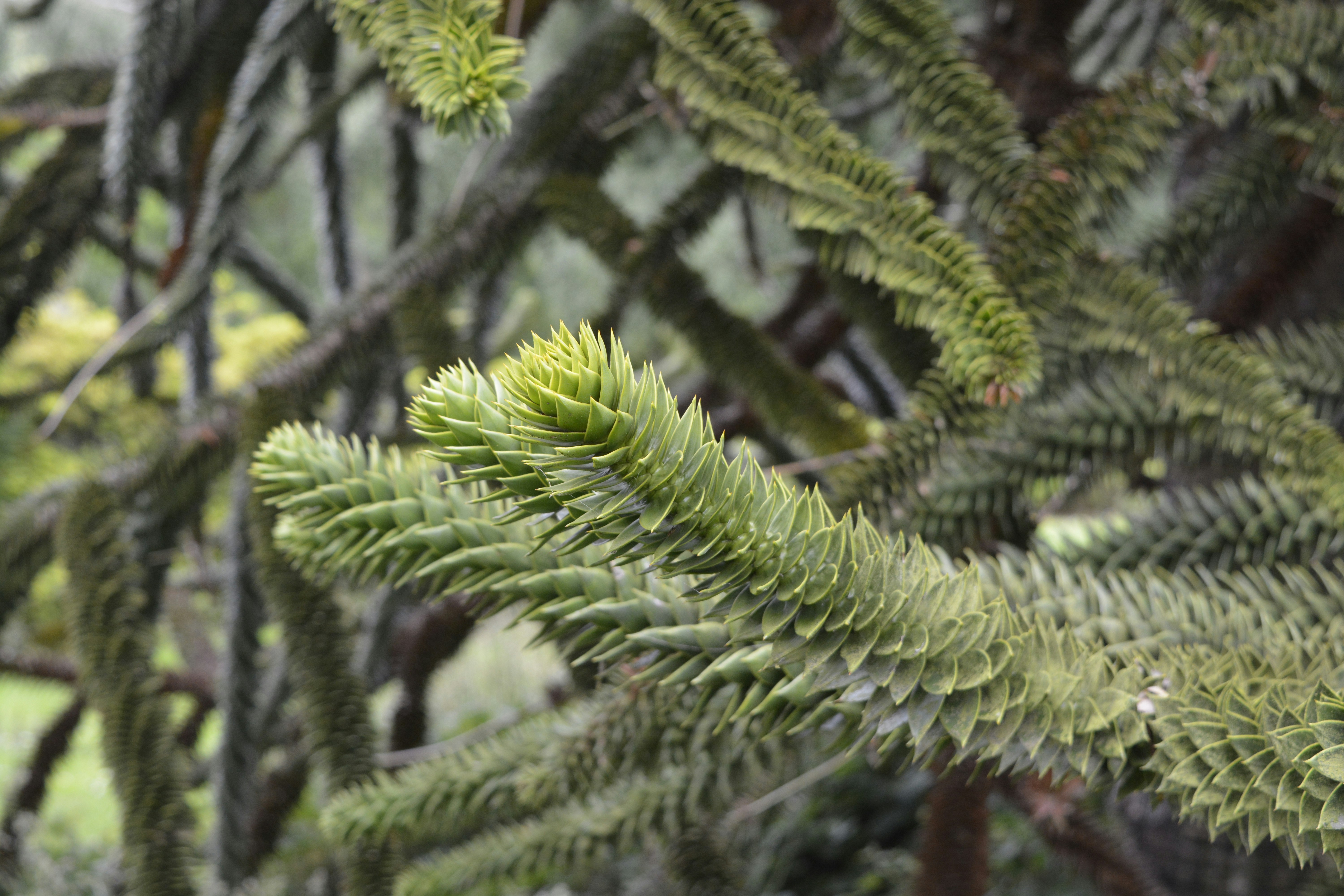 Araucaria , Chilean pine, also known as Monkey Puzzle