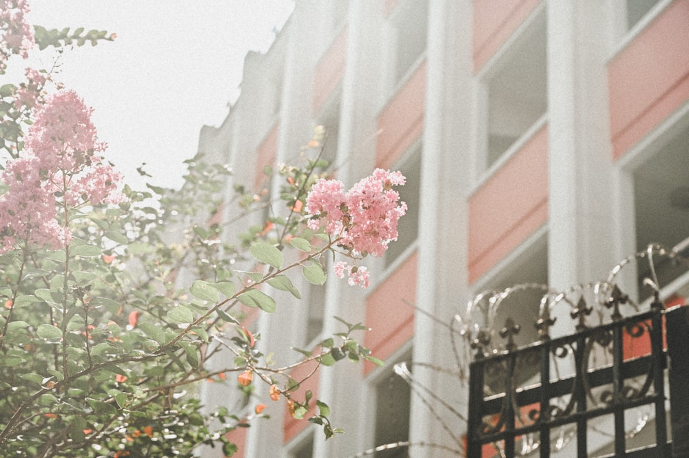 Árbol de flor de cerezo rosado cerca de un edificio de hormigón marrón durante el día