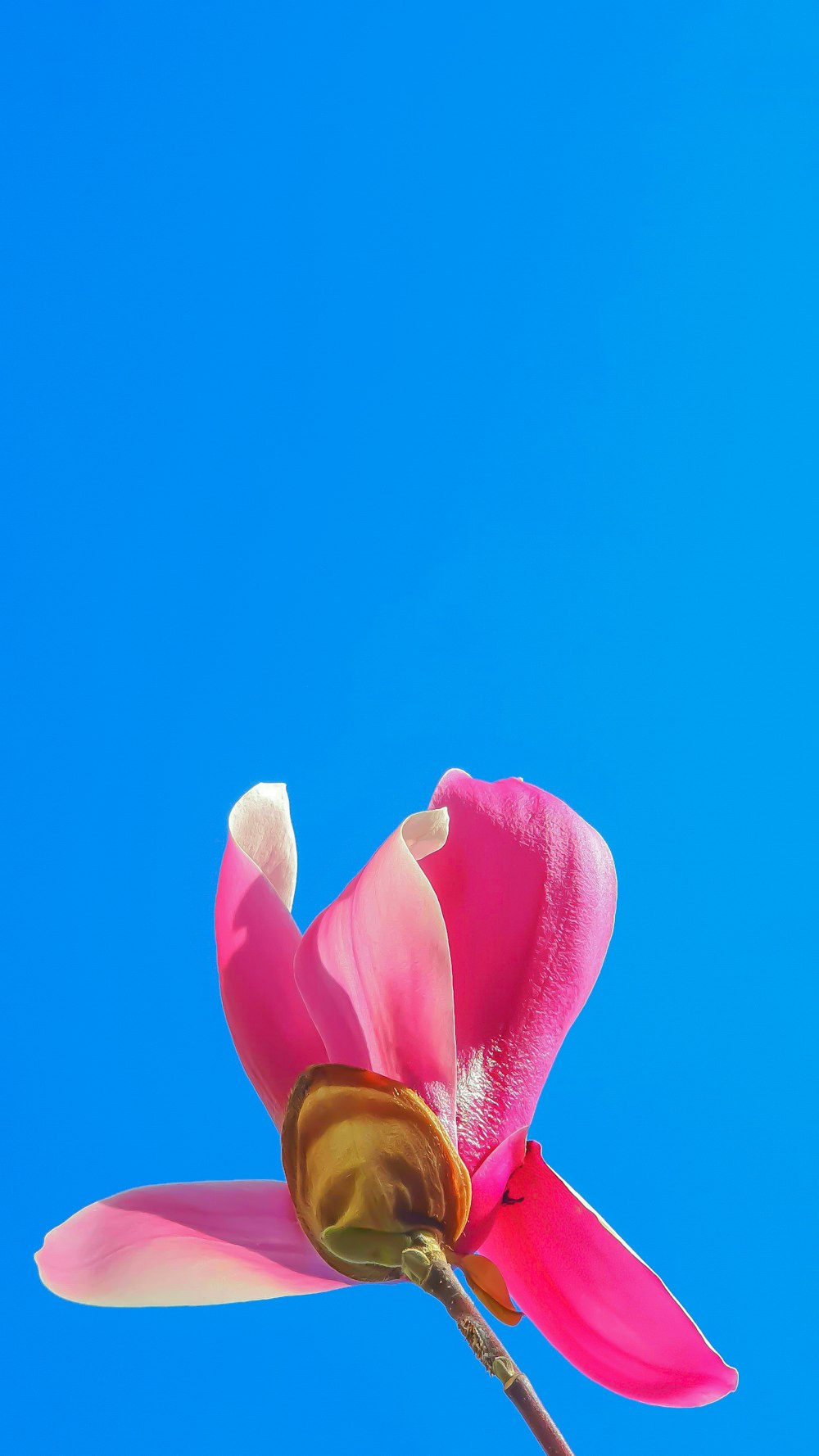 pink flower under blue sky during daytime