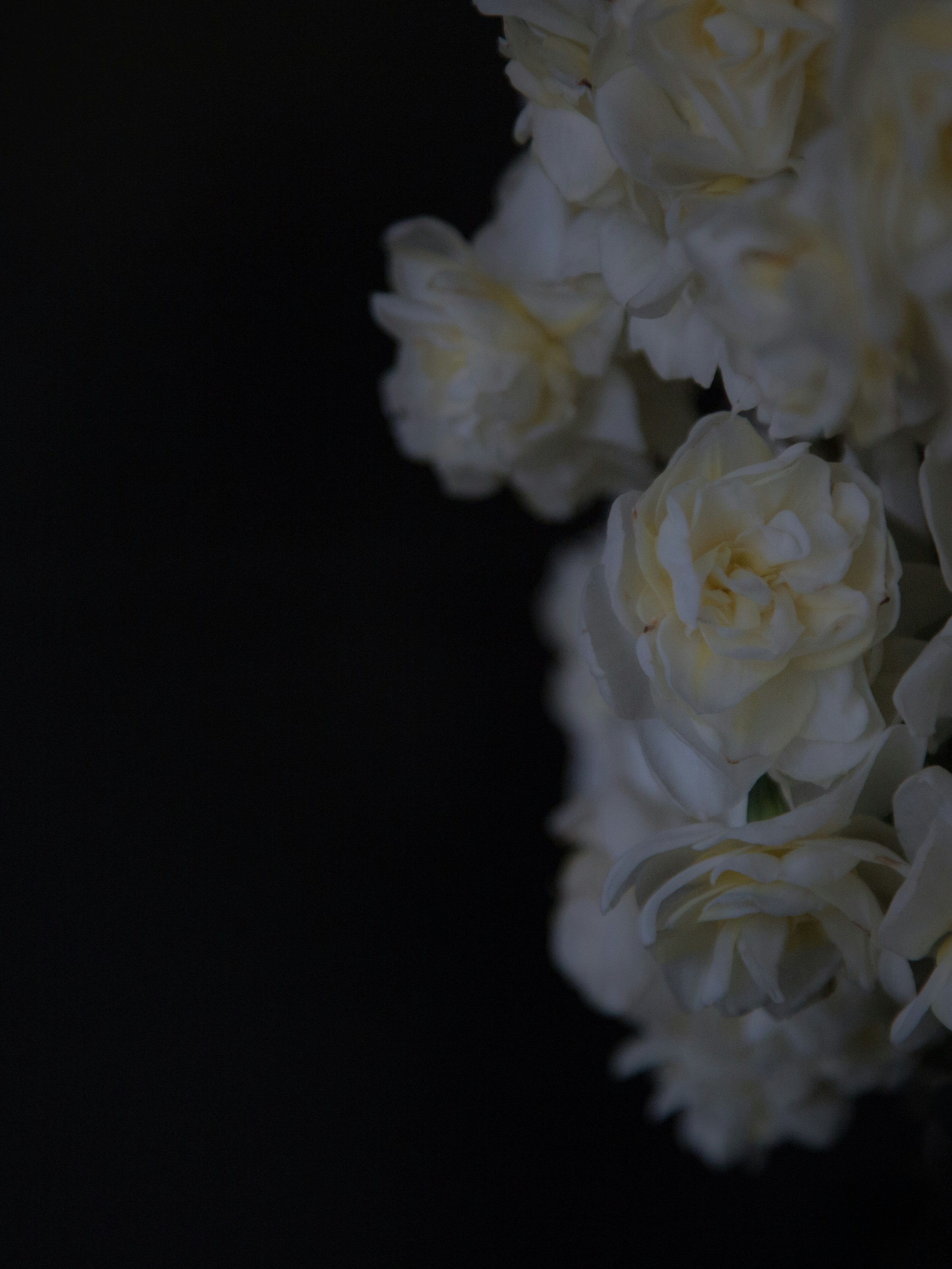 White Flower On Blue Textile Photo Free Melbourne 維多利亞省澳大利亚image On Unsplash