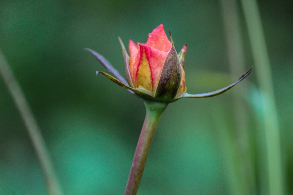 pink flower bud in tilt shift lens