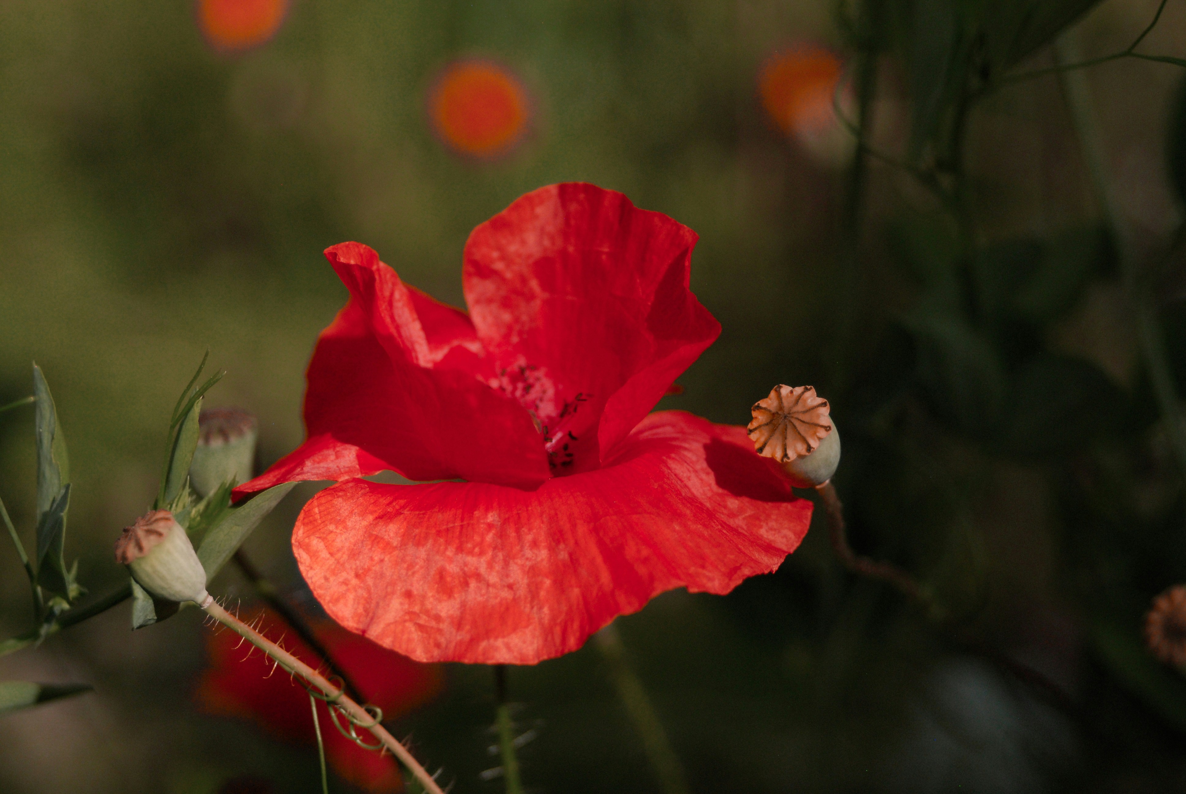 Photo by howlingatwolves