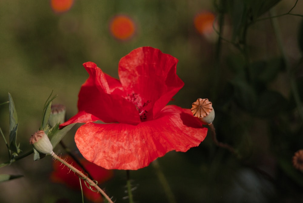 red flower in tilt shift lens