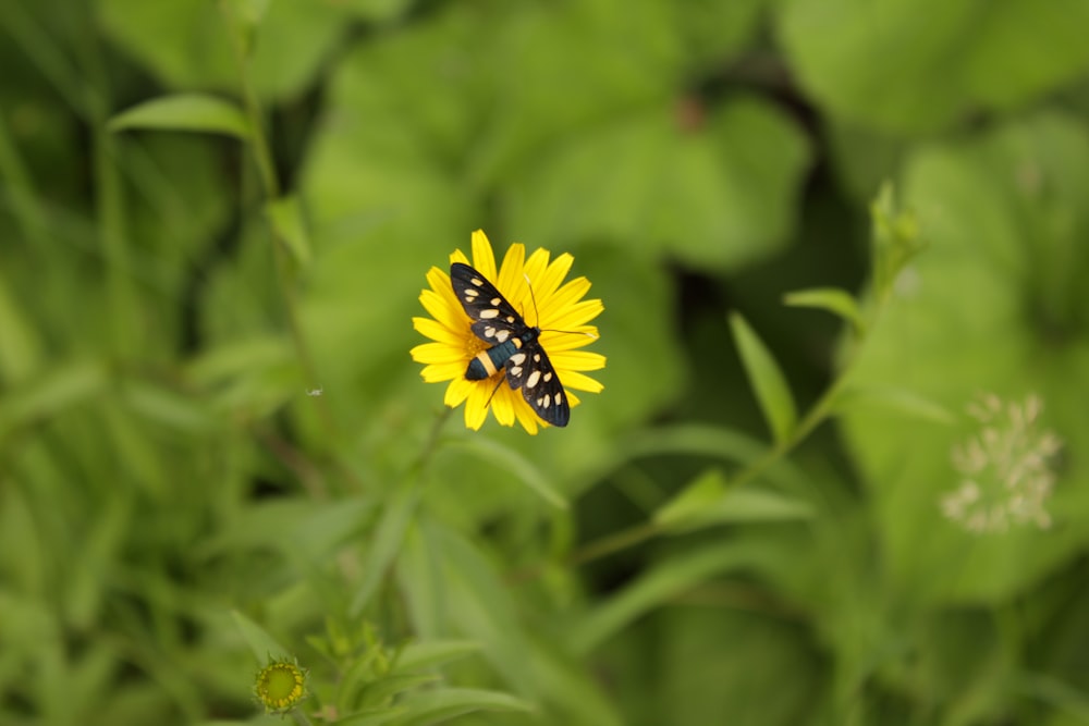 yellow and black butterfly on green plant