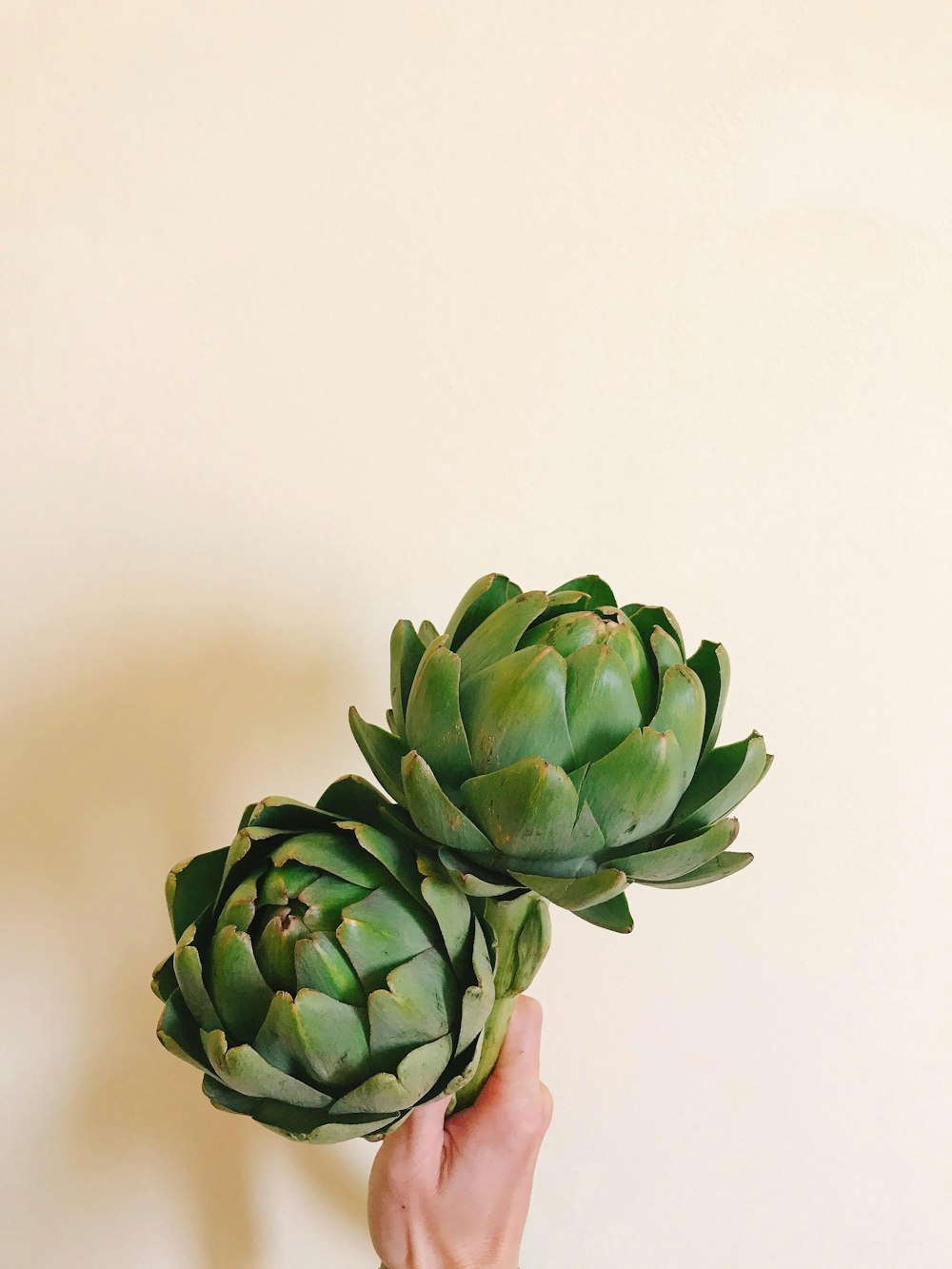 green and purple flower buds