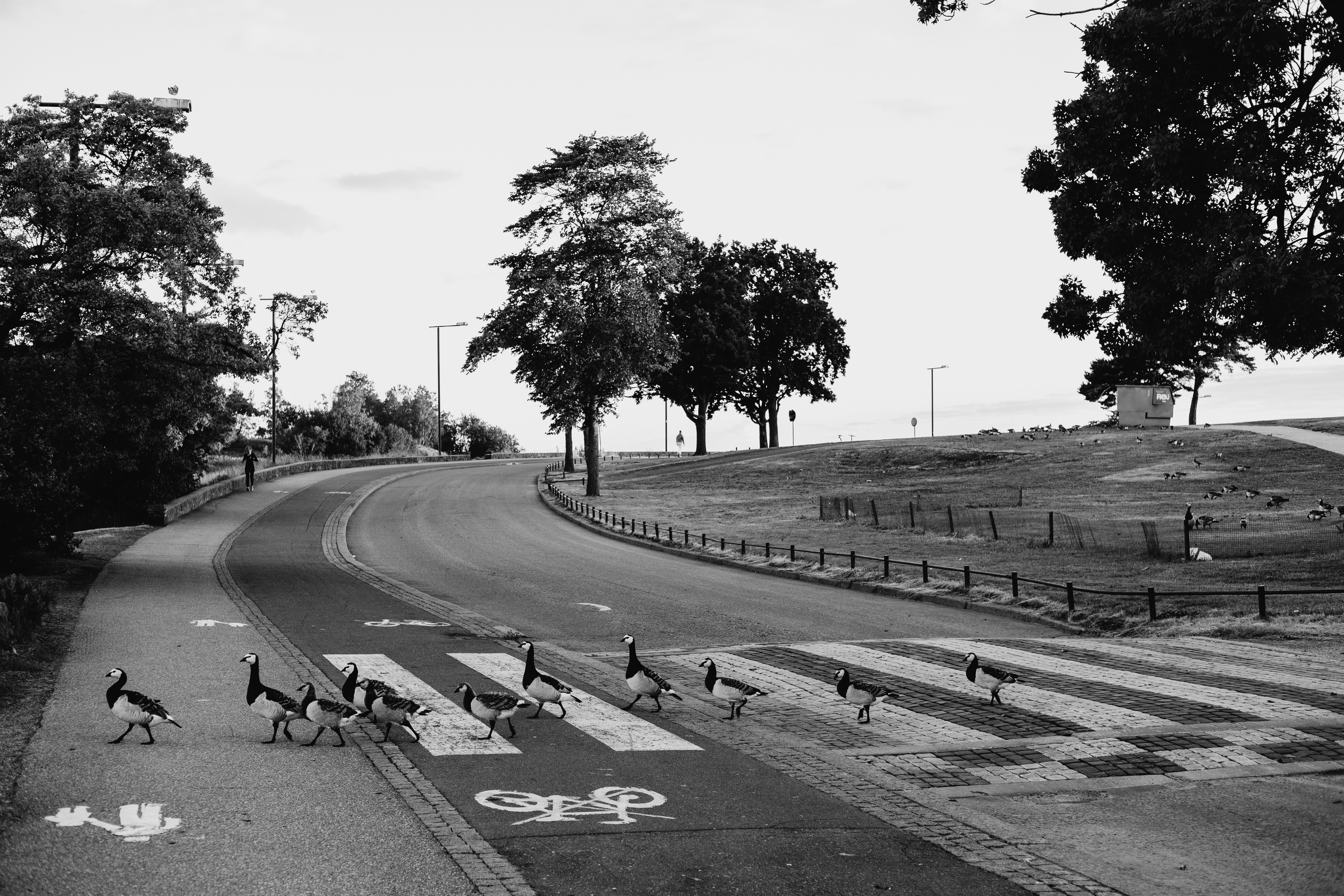 Puffins crossing an empty street. 