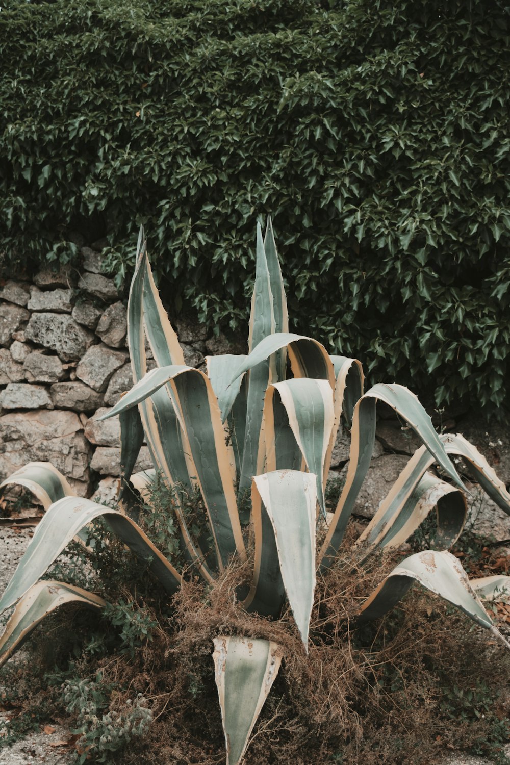 white and brown plant near gray concrete wall