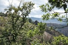 a view of a forested area with trees in the foreground