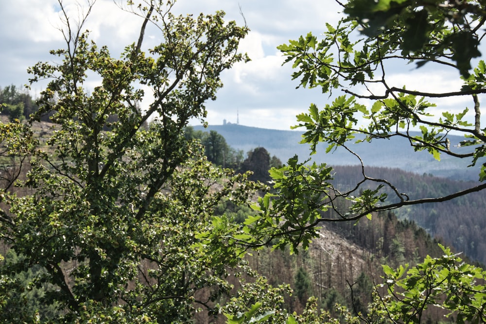 uma vista de uma área florestal com árvores em primeiro plano