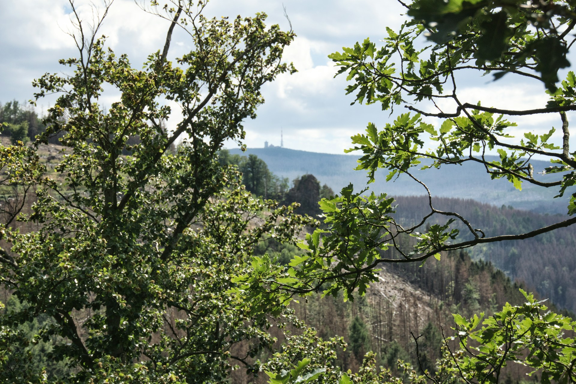 a view of a forested area with trees in the foreground