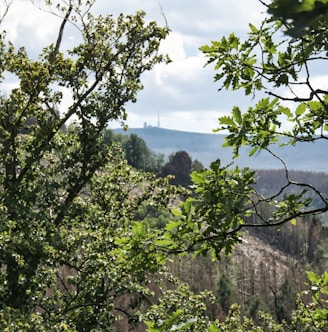 a view of a forested area with trees in the foreground