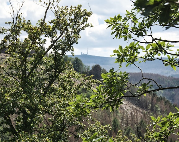 a view of a forested area with trees in the foreground