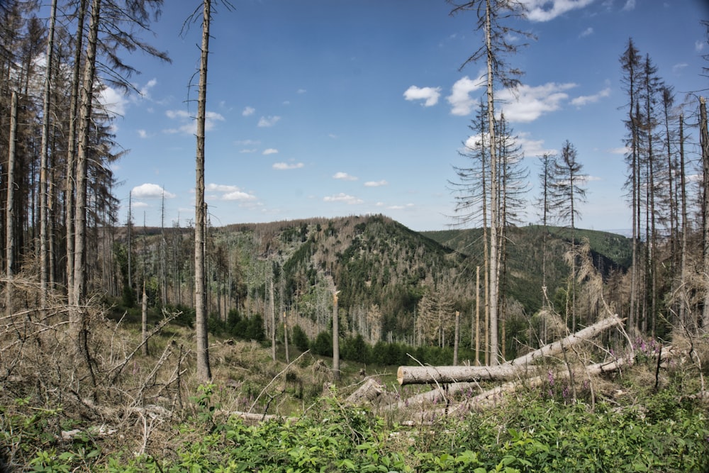 campo de hierba verde cerca de árboles y montaña bajo el cielo azul durante el día