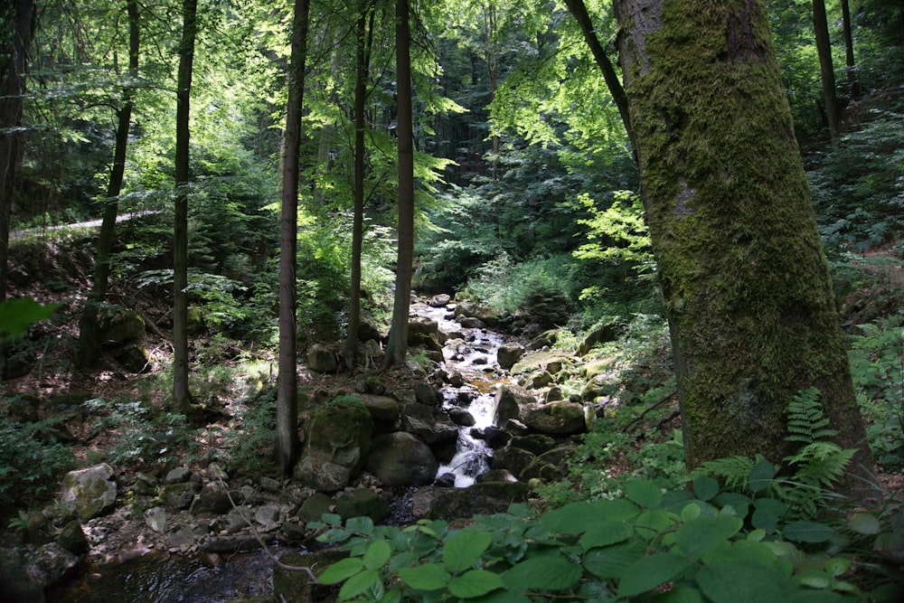 緑豊かな森の中を流れる小川