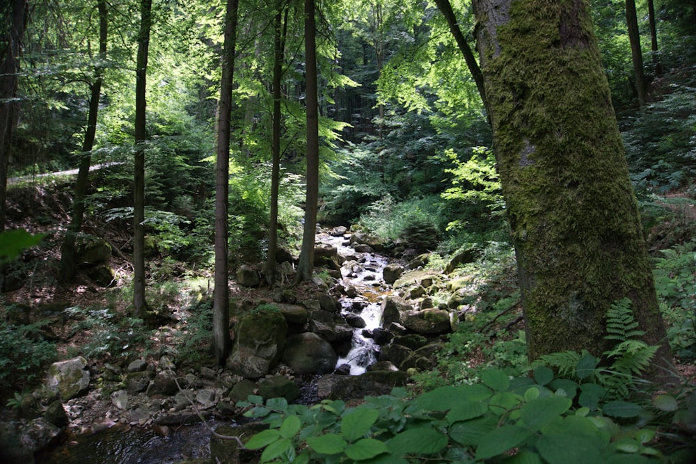 a stream running through a lush green forest