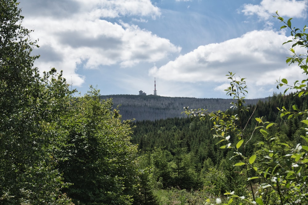 Una foresta piena di molti alberi sotto un cielo nuvoloso