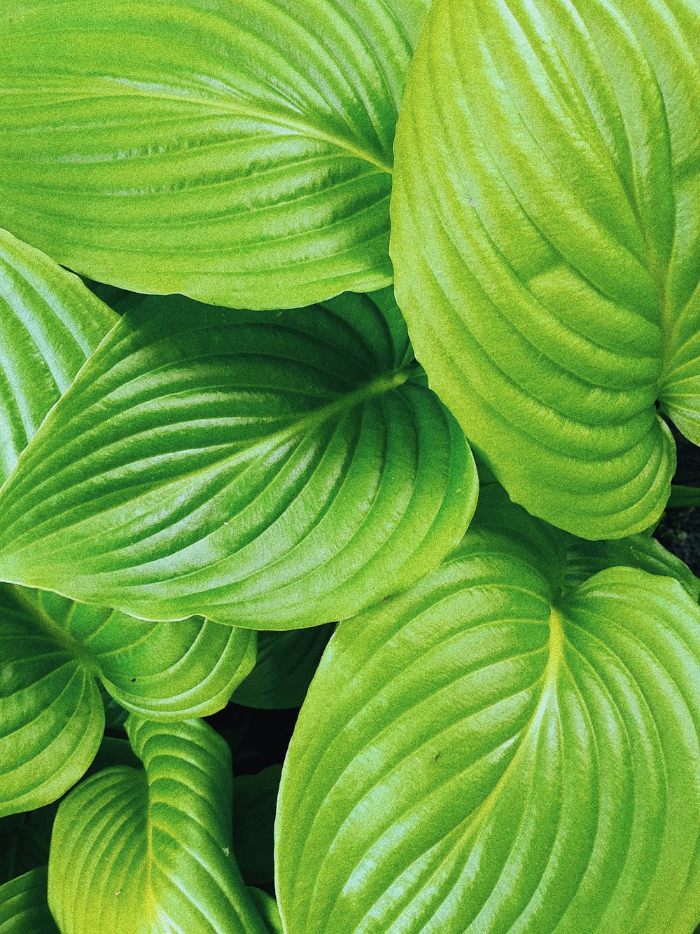 green leaves in close up photography