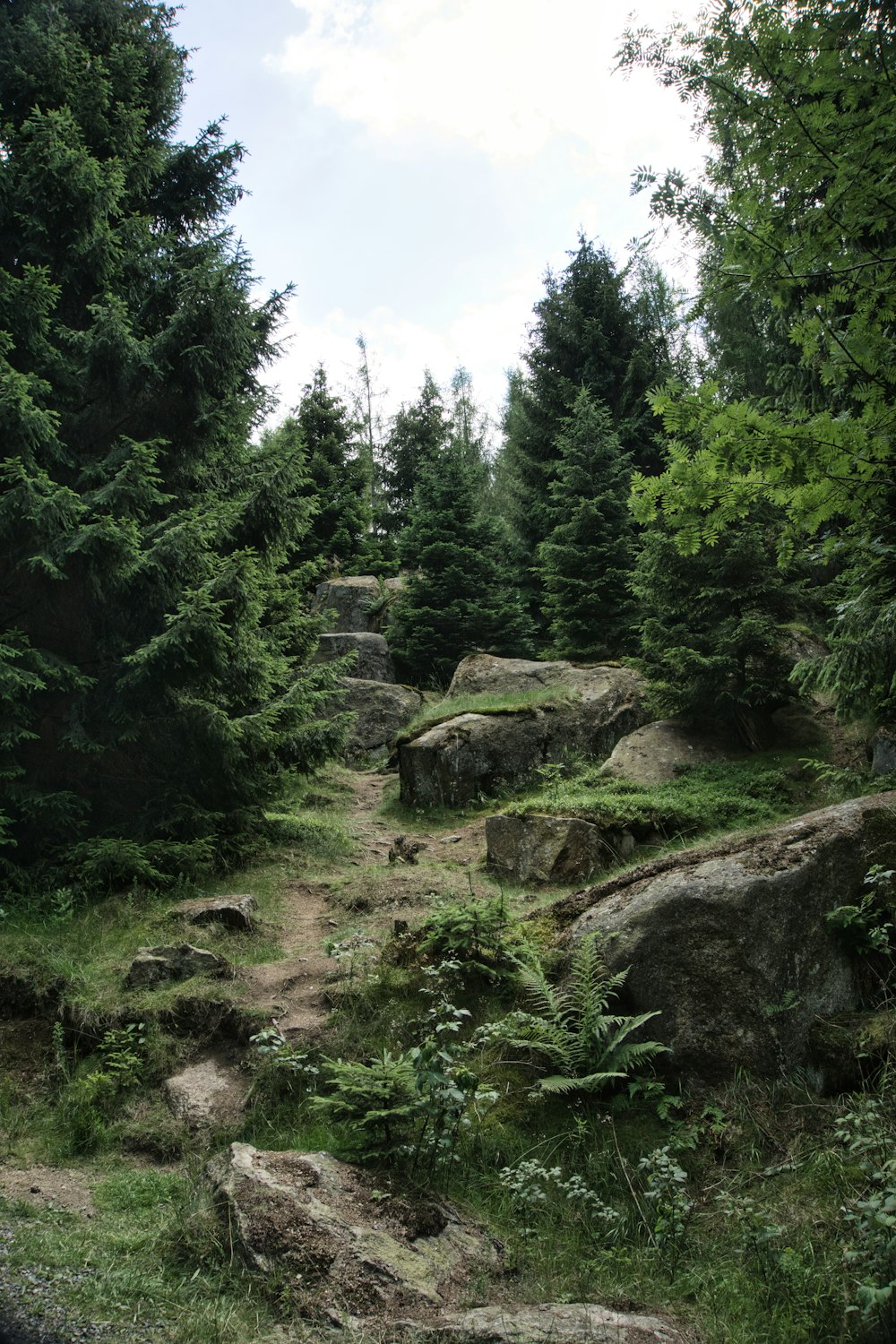 a dirt path in the middle of a forest