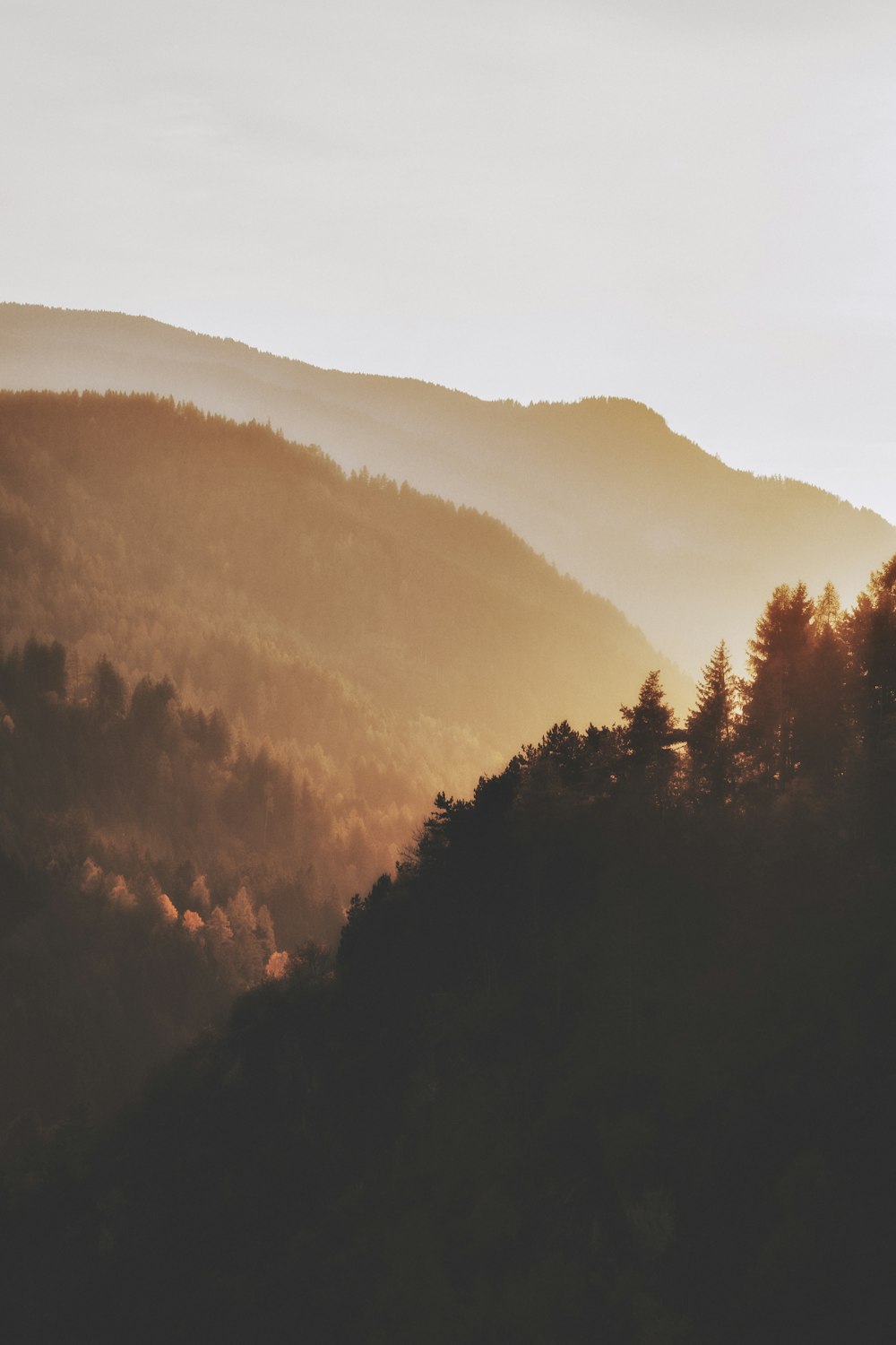 green trees on mountain during daytime