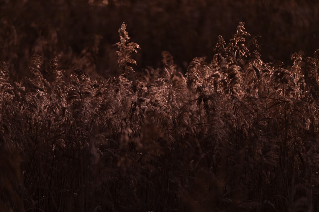 brown and green plants during daytime