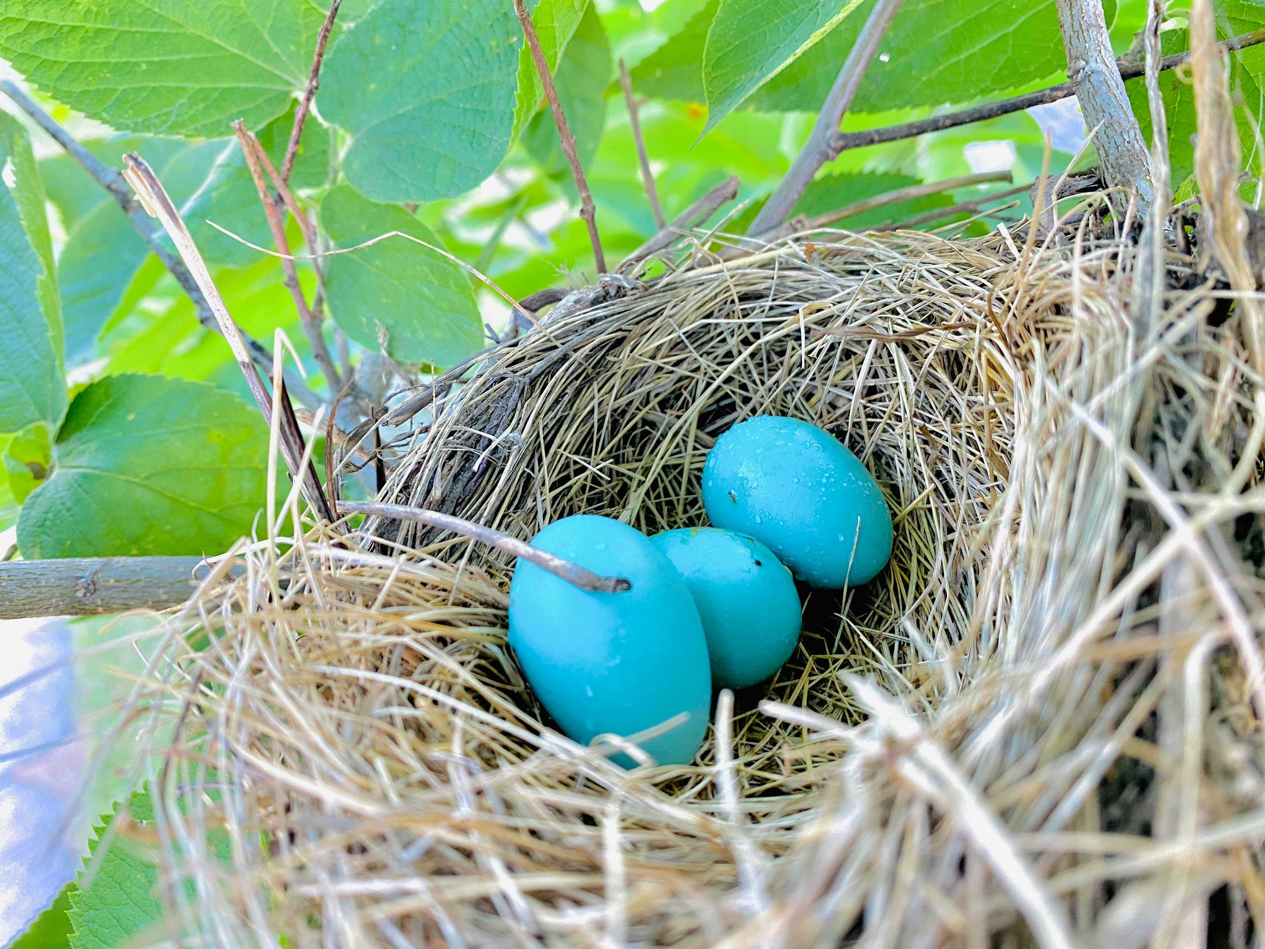 blue egg on brown nest