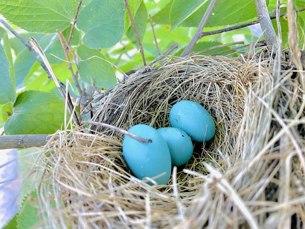 blue egg on brown nest