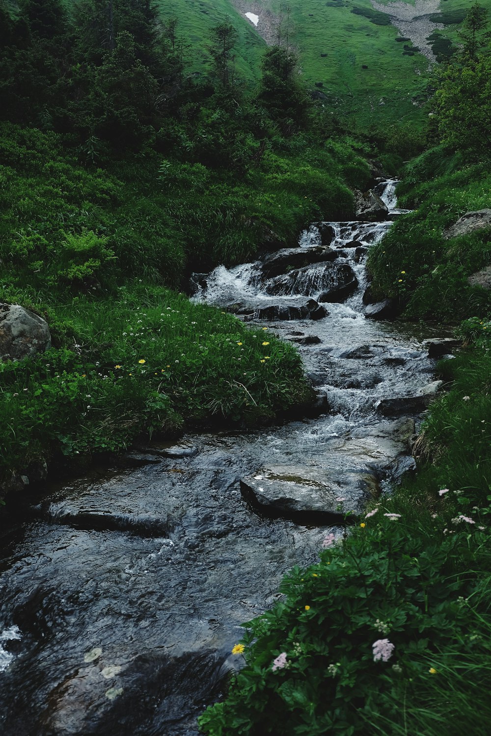 Musgo verde en el río rocoso