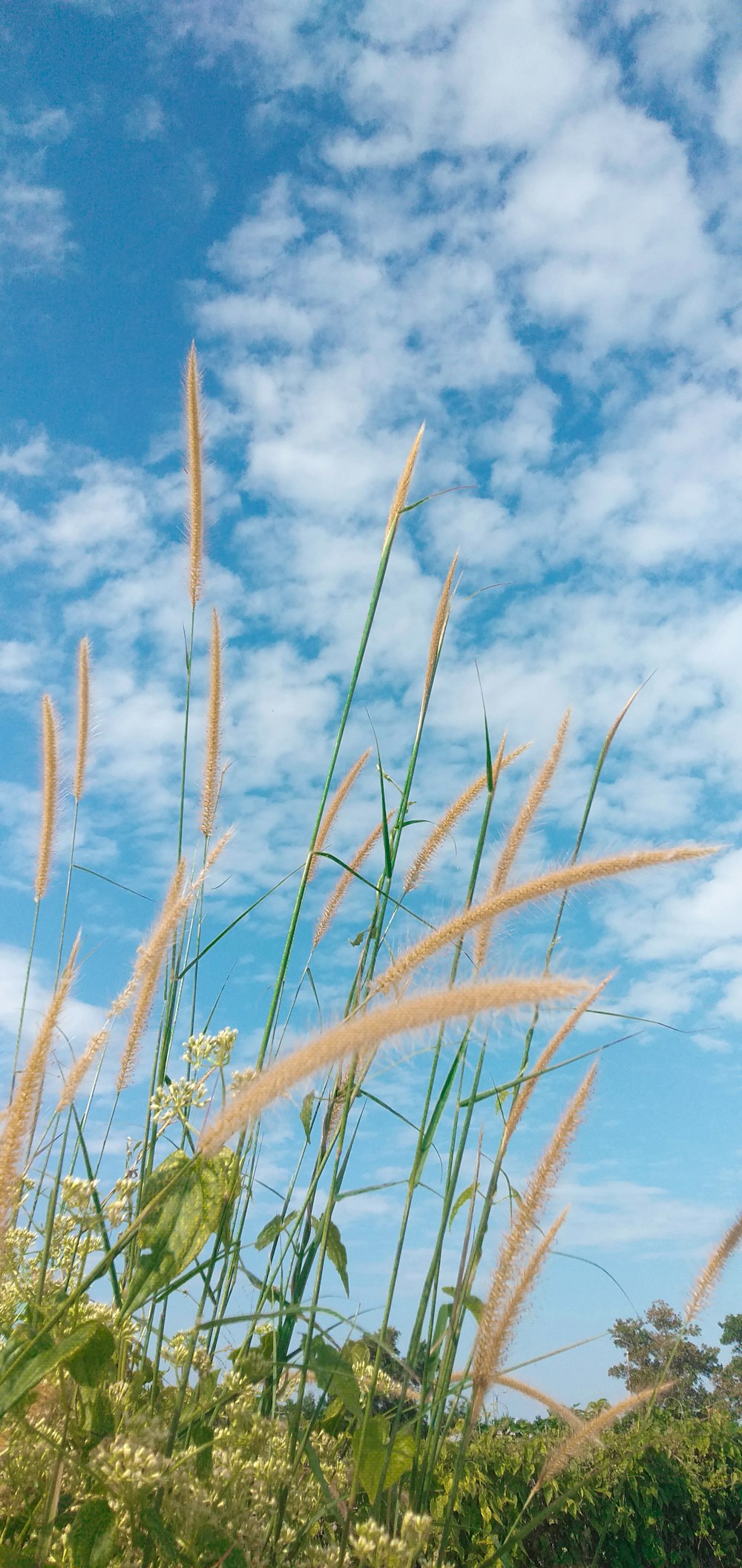 brown wheat field under blue sky and white clouds during daytime