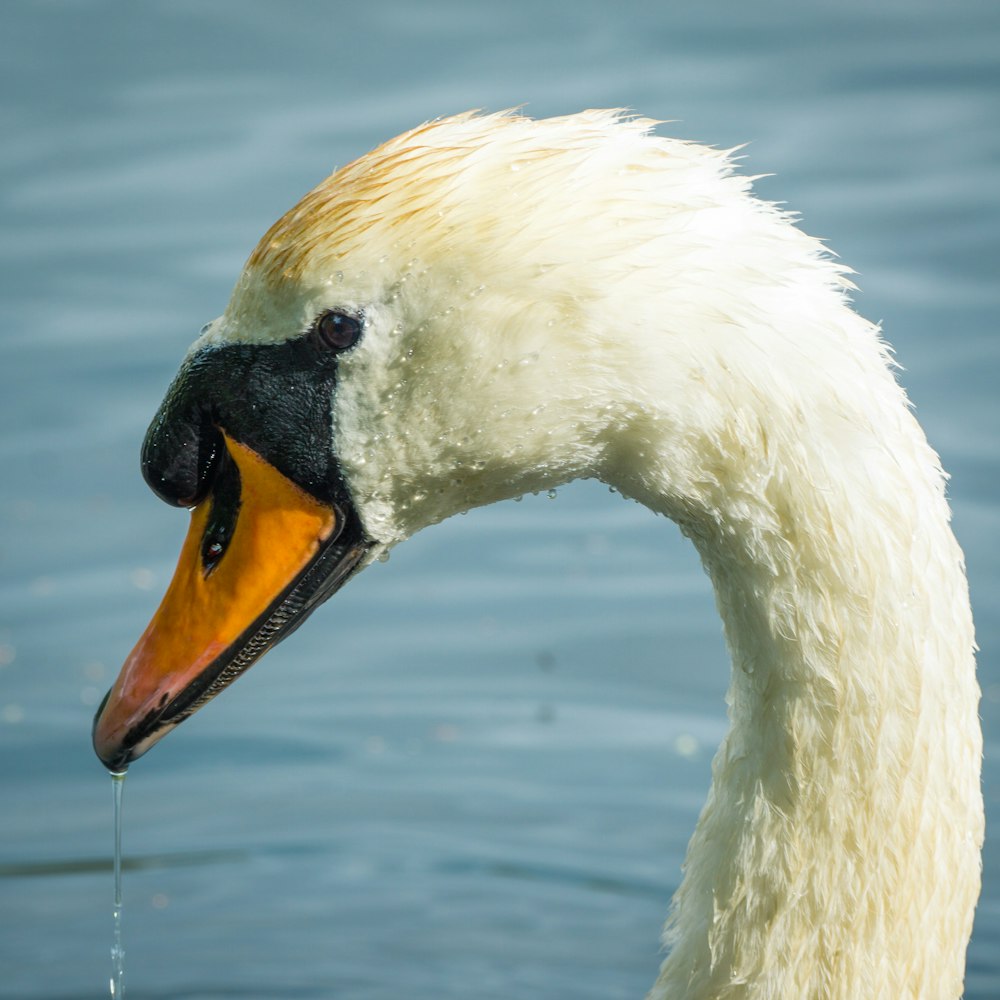 white swan on water during daytime