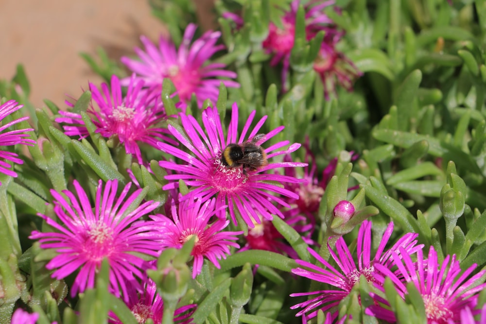 pink flower in macro lens