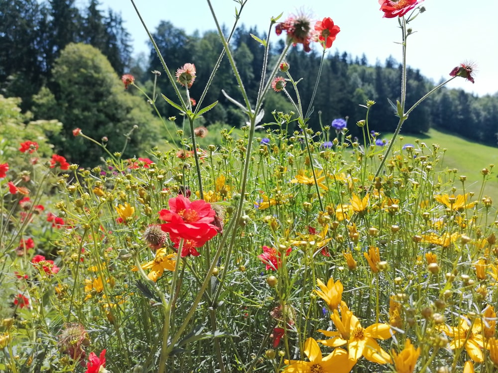 red flower on green grass field during daytime