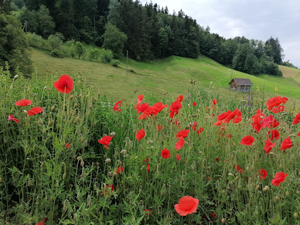 red flower field during daytime