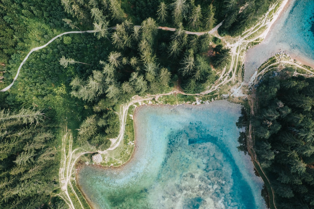 green trees beside blue water