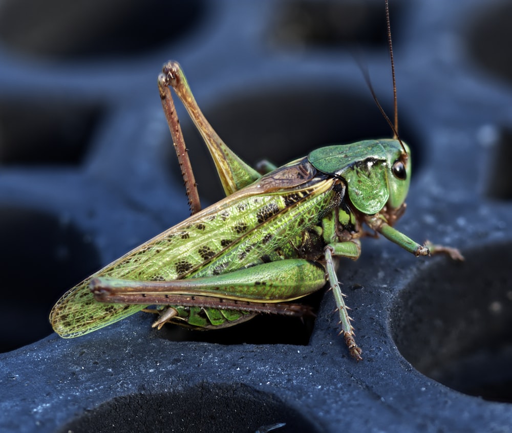 green grasshopper on black textile