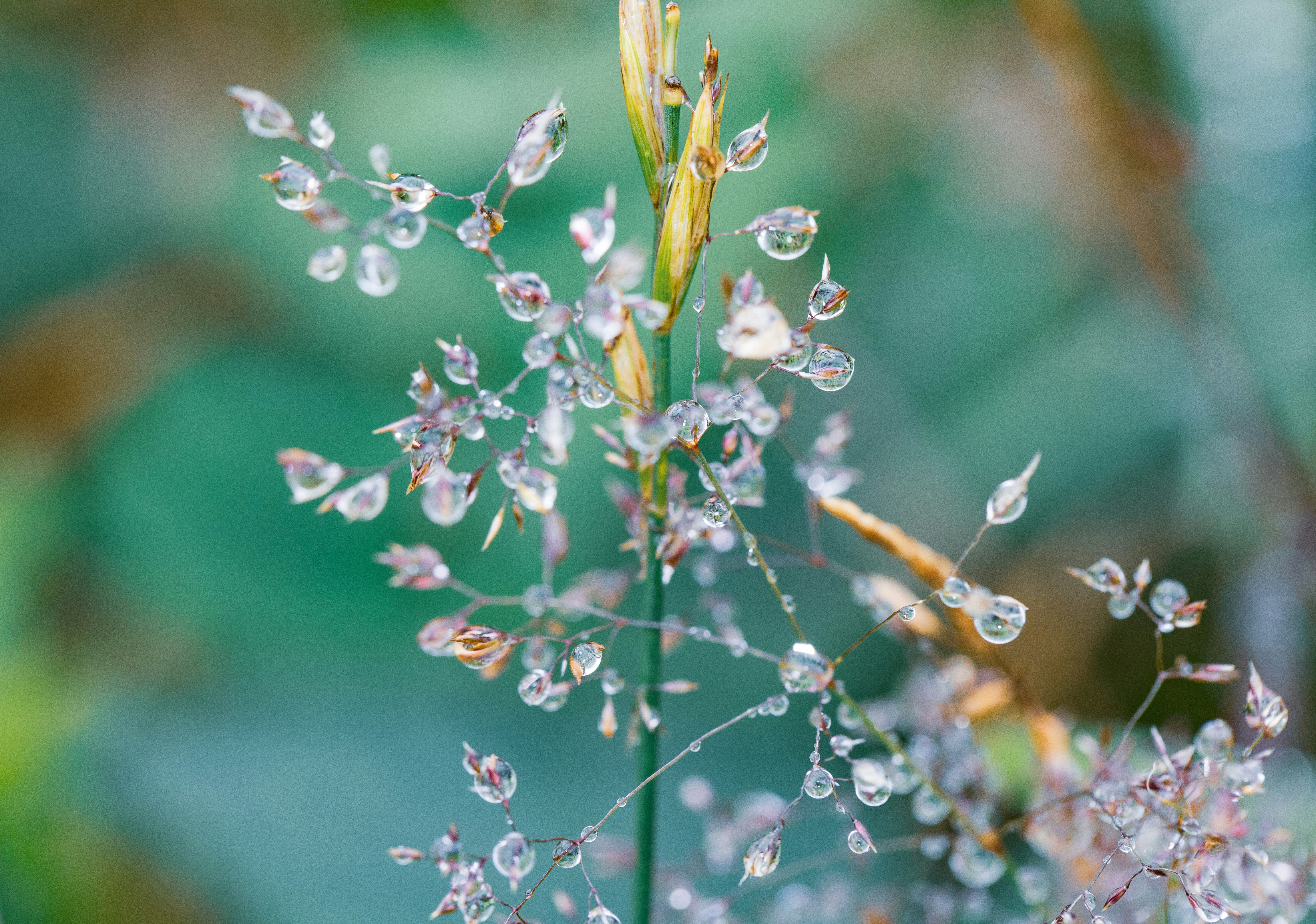 Photo by grievek1610begur
