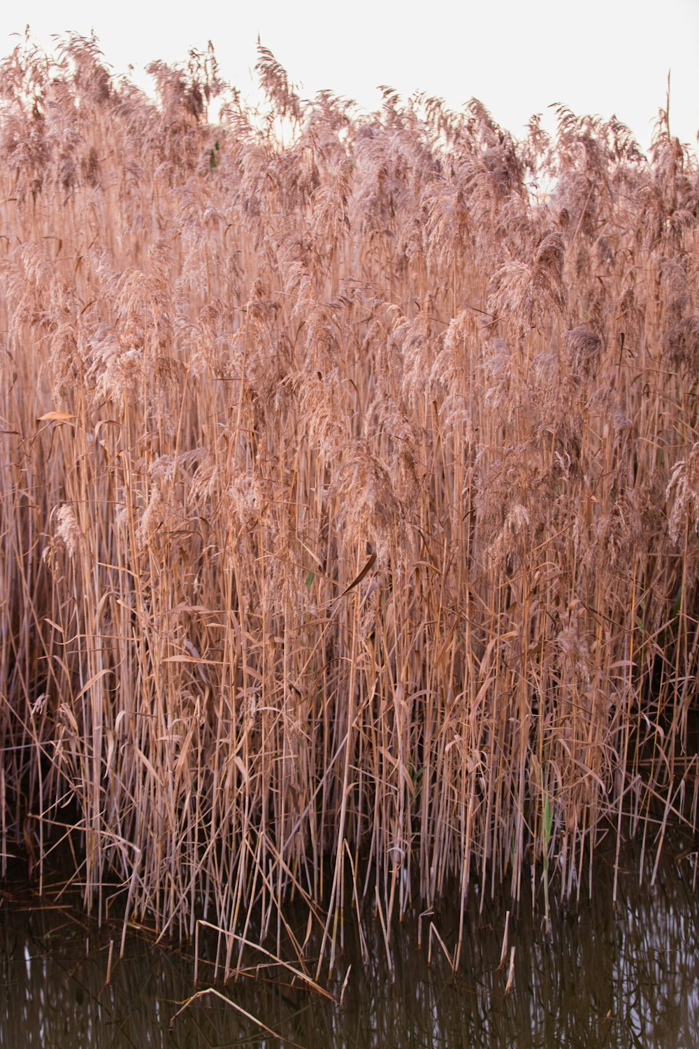 brown wheat field during daytime