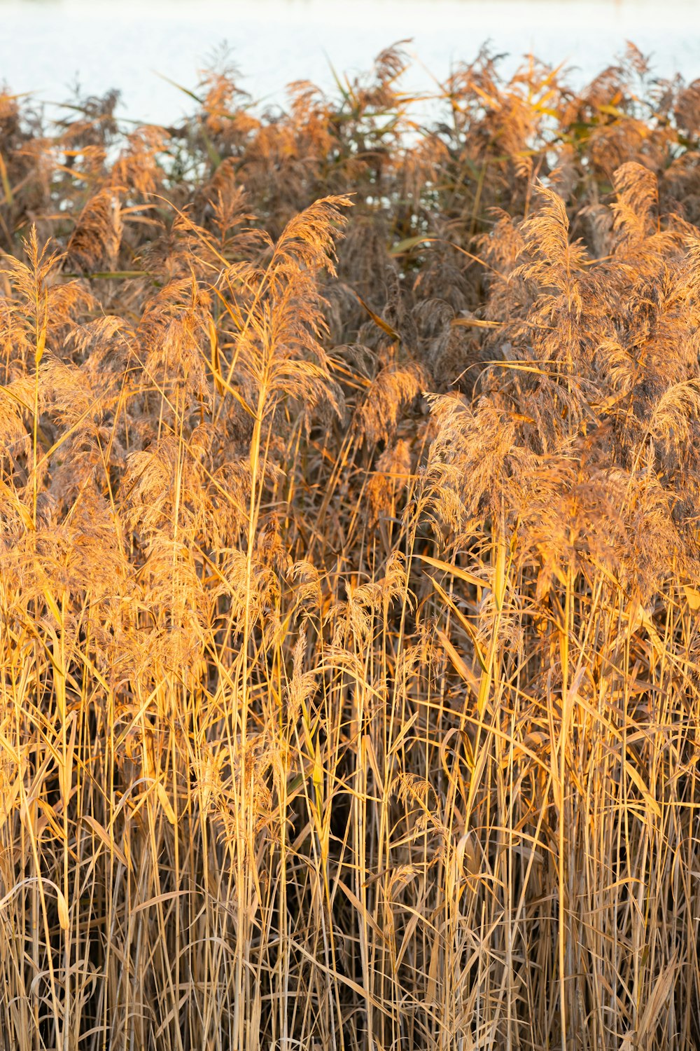 brown grass field during daytime