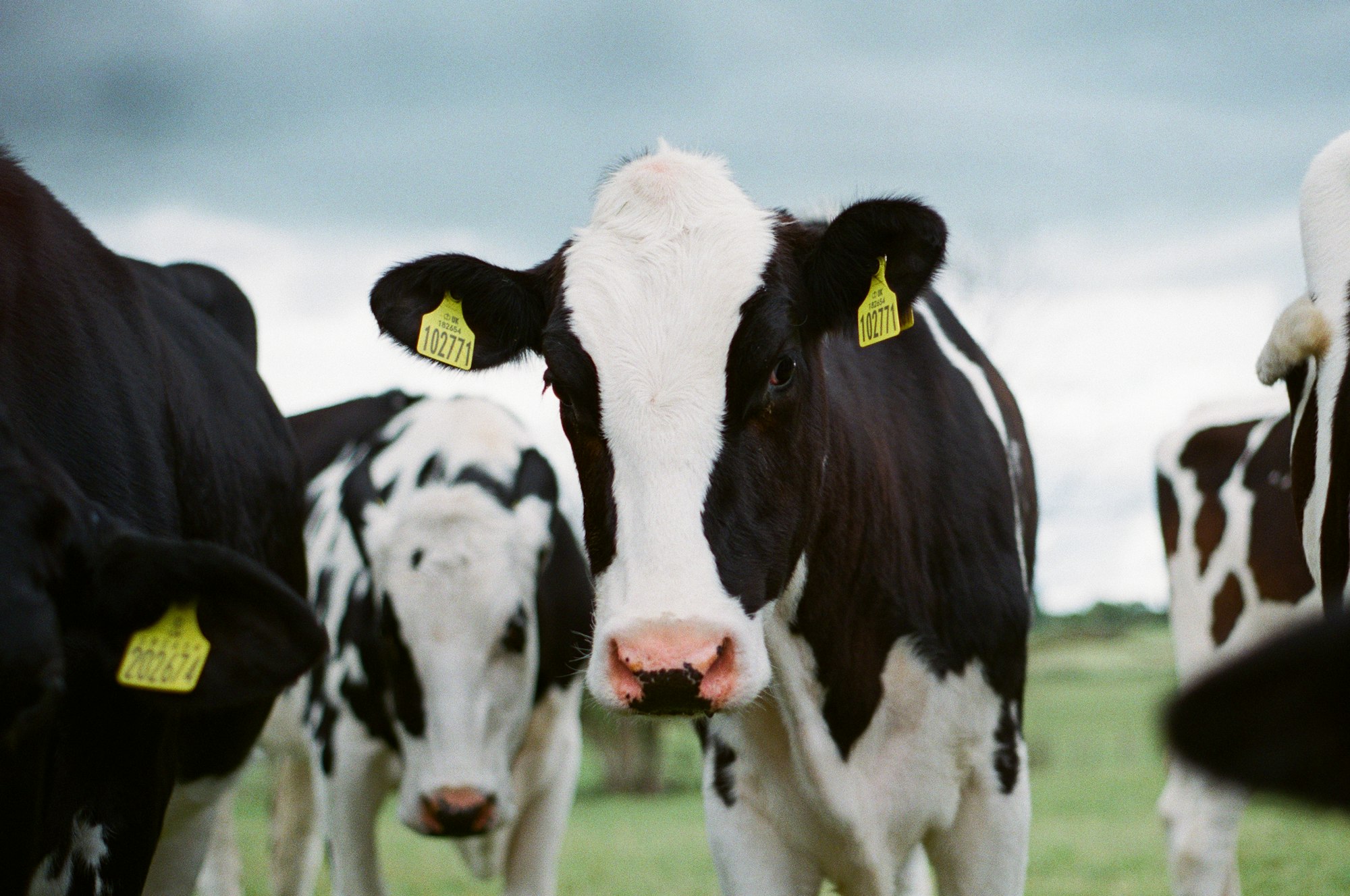 Waarom minder export ook goed nieuws kan zijn voor de Vlaamse boer en boerin