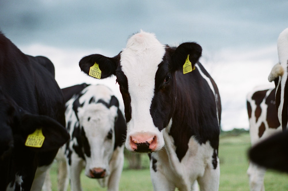 white and black cow on green grass field during daytime