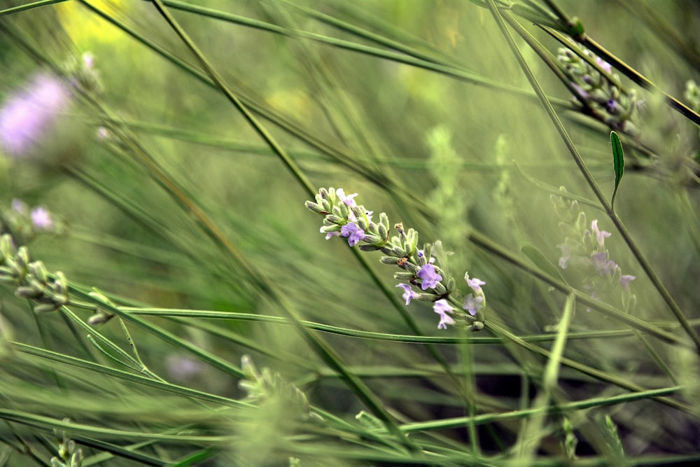 flor púrpura en campo de hierba verde