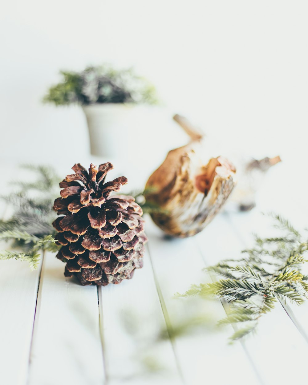 red and brown pine cone on green pine tree