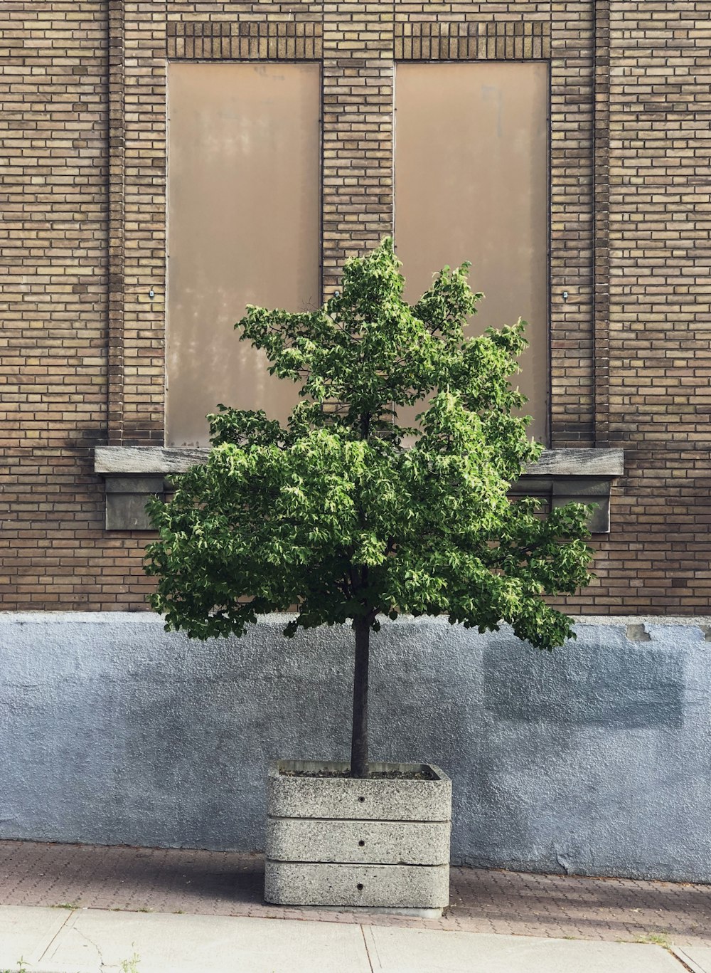 Plante verte sur pot en béton gris